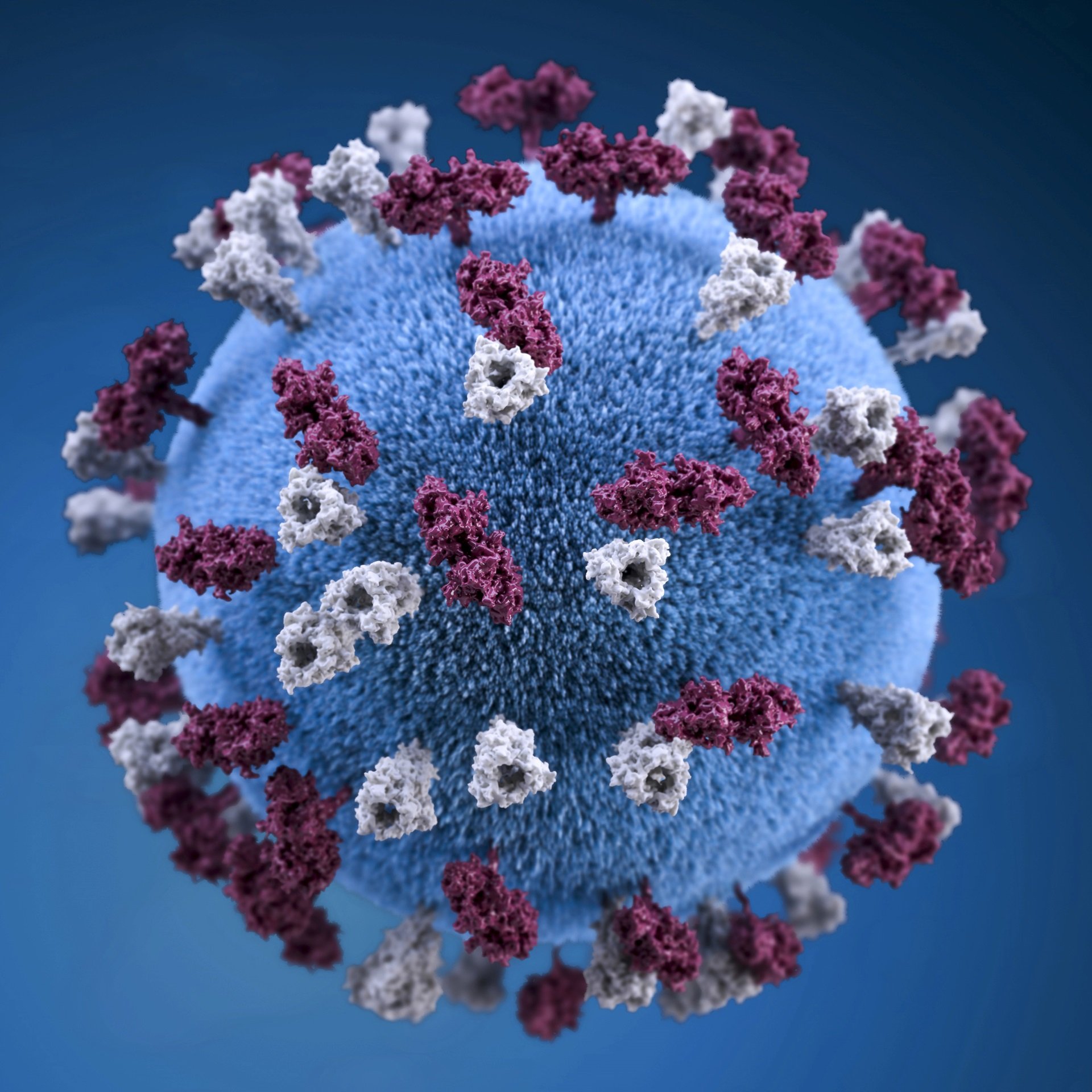 Graphic representation of measles virus